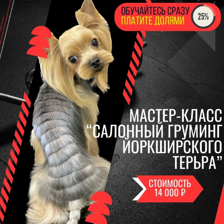 Мастер-класс «САЛОННЫЙ ГРУМИНГ ЙОРКШИРСКОГО ТЕРЬЕРА», оплата долями 3500р.